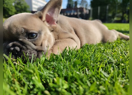 Welpe Reinsrassige französische Bulldogge Babys
