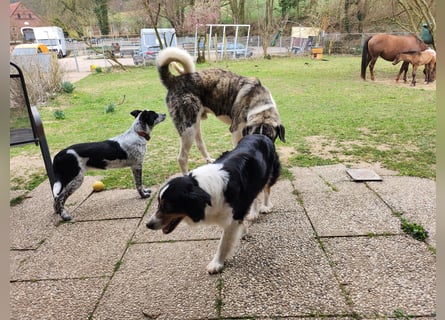 Transmontano  Herdenschutzhund / Wachhund