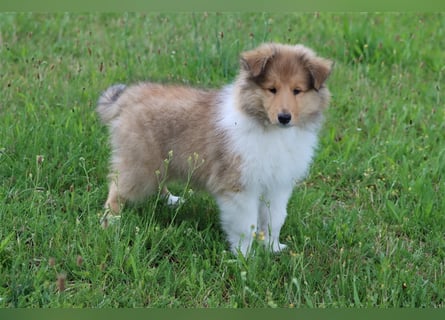 Colliewelpen aus vorzügl Verpaarung (sable) in liebevolle Hände abzugeben