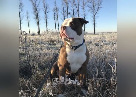 Amerikanische Bulldogge sucht ein zuhause