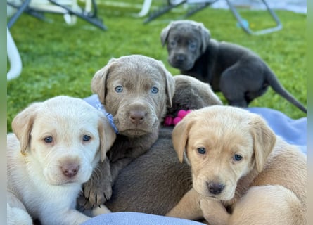 Labrador Welpen Weibchen Silber  Mädchen NRW Düsseldorf Viersen Köln
