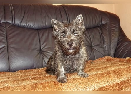 Cairn-Terrier-Welpen von-der-Iburg bietet sehr schönen Rüden