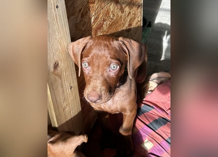 Rhodesian Ridgeback Welpen mit Papieren -Livernose-