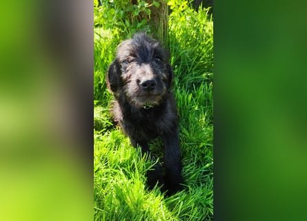 Labradoodle Silver Abgabebereit mit Papieren (Habeicaped)
