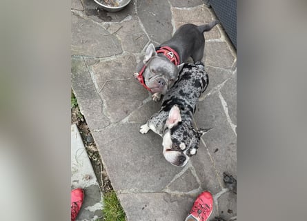 Süsse Frenchies werden in ca 8-12 Wochen nach der Geburt abgegeben