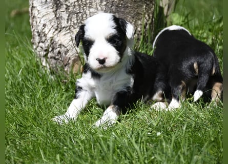 traumhaft hübscher Tibet Terrier Welpen aus erfahrender Zucht  sind geboren dürfen im Juni ausziehen