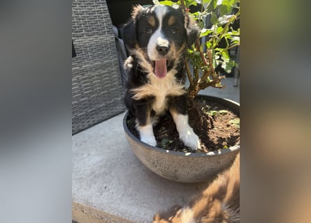 Mini Australien Shepherd Welpen suchen Traumzuhause