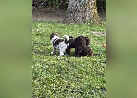 Liebevolle Königspudel Welpen 1 Rüde in schokobraun ab 15.5