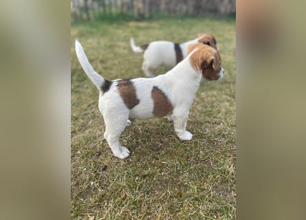 Jack Russell Terrier tricolor reinrassig