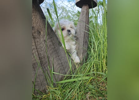 Shih Tzu Mix Welpen vom 18.03.25