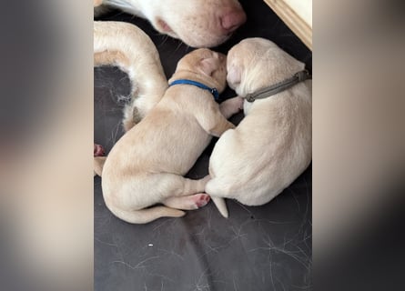 Labrador-Welpen in champagner mit Ahnentafel