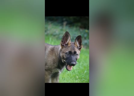 Schäferhundwelpen
