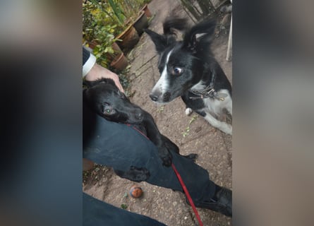 Schöner schwarzer Shollie "Nelly" (weiblich); Vater: schwarzer Schäferhund; Mutter: Border Collie