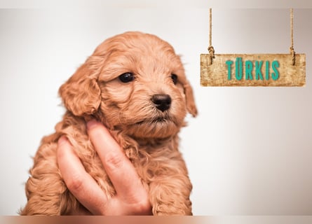 5 Wunderschöne Maltipoo-Welpen suchen ein neues, liebevolles Zuhause!