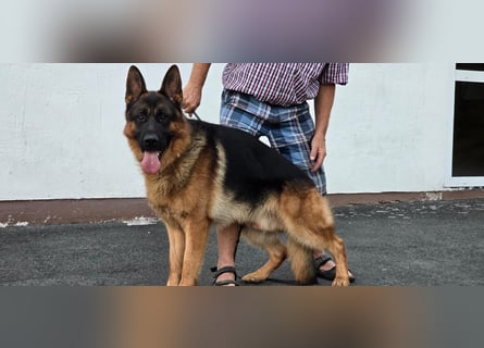 Deckrüde Reinrassiger Deutscher Schäferhund mit Papiere