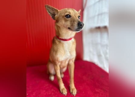 (R) ❤️ zarte kleine SZANDY - 4 Jahre, 32cm/4,2kg - Zwergpinscher-Mix