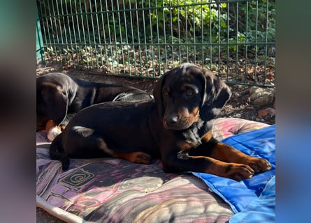 SSB Welpen,  Bracken Welpen