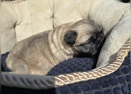 Mops Welpen  ( Altdeutsche )