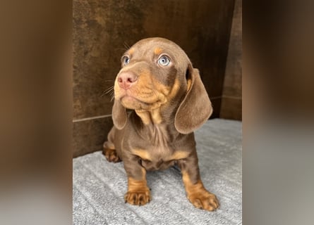 Zwerg Dackel Welpen in besonderen Farben (blue / choco / Harlekin) suchen tolles Zuhause