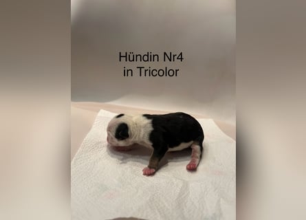 Hündin Nr 4