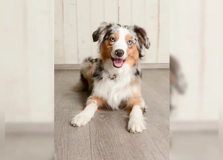 Aussiedoodle Welpen mini / medium F1