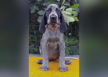 Braque d'Auvergne (Auvergne Vorstehhund) Welpe