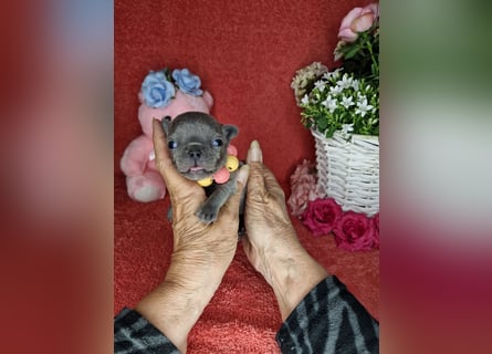 Französische Bulldogge Welpen in Leuna