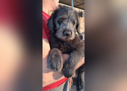 Labradoodle Welpen