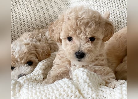 Traumhafte Maltipoo Welpen F1 Malteser Pudel