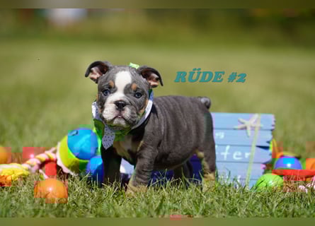 Reinrassige Freiatmende Englische Bulldogge Welpen auf Familiensuche