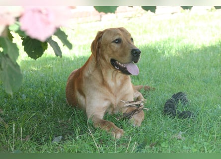 Labrador Welpen