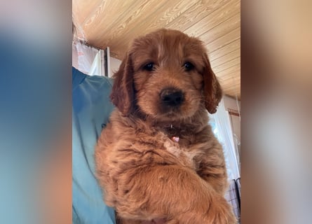 Goldendoodle mini Medium Doodle Abgabe an Pfingsten