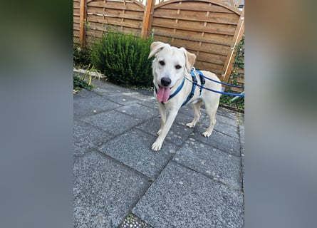 Victory: toller Familienhund