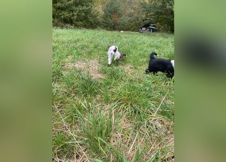 Mini Aussie - Miniature American Shepherd