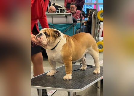 Englische Bulldoggen welpen Top Pedigree FCI