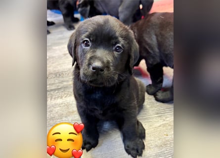 2 Labrador Retriever Weibchen Welpen mit Ahnenpass, Eltern HD, ED, PL, OCD, Augen und Genetisch frei