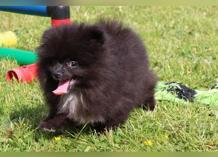 Zwergspitz Pomeranian Welpen in verschiedenen Farben mit Papieren