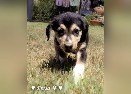 Eckie, Emma, Enya und Erin suchen ihre Familien ab Oktober