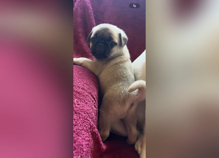 Mops Welpen ( noch 2 Rüde)