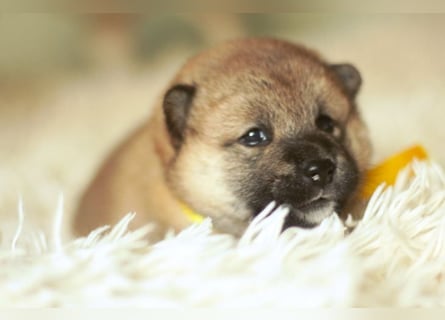 Schöne rote Shiba inu Welpen MEI, MIKA, MASARU mit FCI dokumenten