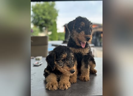 Airedale Welpen vom Uranusfels