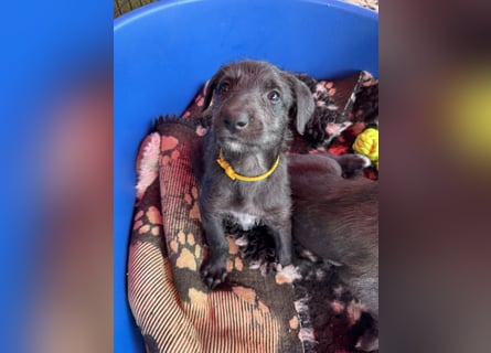 Deerhoundwelpen suchen ein liebevolles Für-Immer-Zuhause
