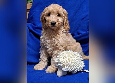 Goldendoodle F1b in Medium