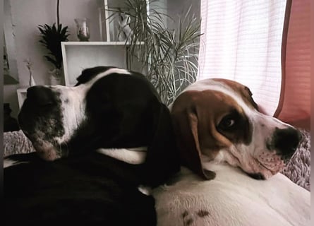 Zwei Freunde fürs Leben suchen ein gemeinsames Zuhause – Josef & Franz