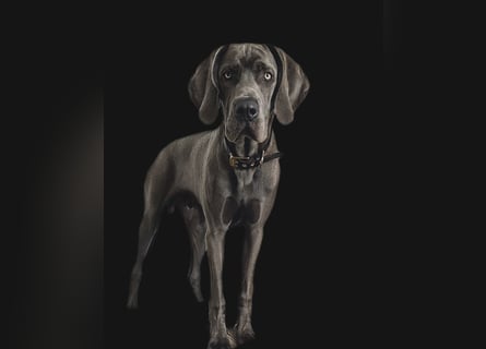 Weimaraner-Dogge