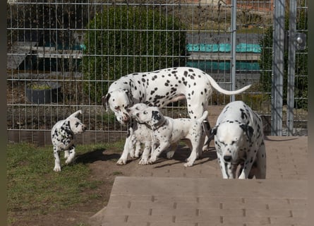 Dalmatiner Welpen, LUA, B-Wurf Palimpalis VDH