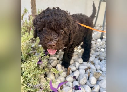 Lagotto Romagnolo Welpen reinrassige