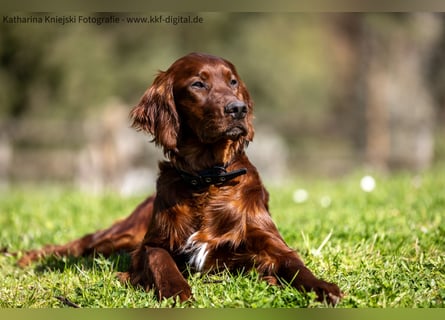 Wunderschöne Irish-Setter-Rüden