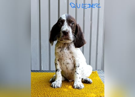 English setter Welpen (3 Rüden, 2 Hündinnen)