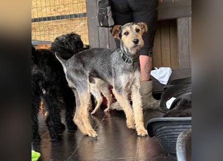 ❤️ superlieber PINO - 1 Jahr, 40cm/9kg - Foxterrier-Mischling